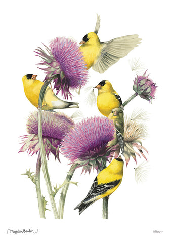 Marjolein Bastin (American Goldfinch) MightyPrint™ Wall Art