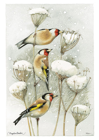 Marjolein Bastin (European Goldfinch) MightyPrint™ Wall Art